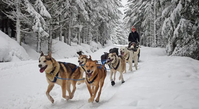 Image for Blackcomb Dogsledding