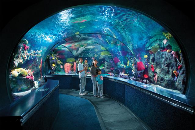 Image for Ripley's Aquarium ->